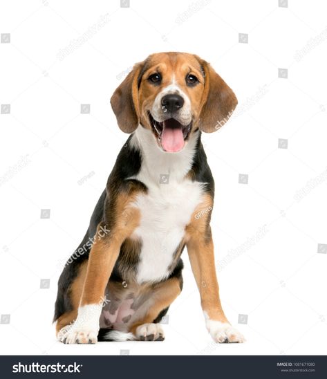 sitting and panting Beagles, Dog, isolatedpanting#sitting#Beagles#isolated Beagle Illustration, Yoga Dog Pose, Beagle Art, Funny Dog Faces, Dog Stock Photo, Puppy Sitting, Cute Beagles, Dog Poses, Dog Yoga