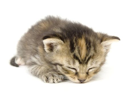 Kitty taking a cat nap on white background. A kitten takes a nap on a white back , #Ad, #white, #background, #kitten, #Kitty, #cat #ad Cat No Background, Kitty White Background, Cat Icon White Background, Cat White Background, Kitten White Background, Cats White Background, Cat On White Background, Taking Cat, White Cat Sleeping