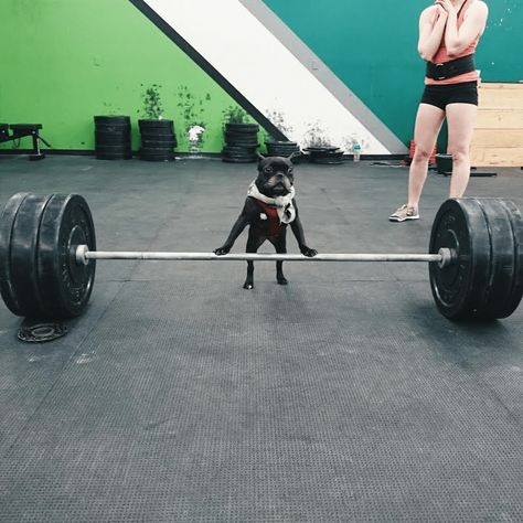 These Animals Are Work Out-Holics And It's Hilarious Goofy Dog, Gym Photos, Body Pump, Dog Exercise, Crossfit Girls, Very Cute Dogs, Workout Memes, Gym Memes, Workout Humor