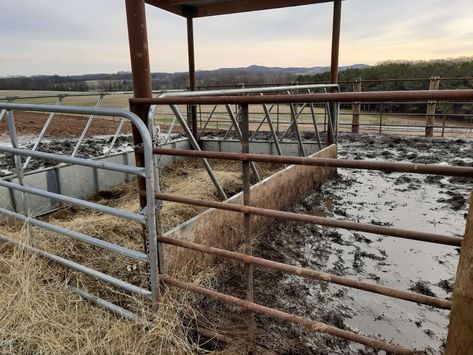 Fence Line Hay Feeders: An Update on Research Fence Line Hay Feeder For Cattle, Cattle Hay Feeder, Raising Calves, Cow Feeder, Cattle Feeder, Fence Building, Cattle Corrals, Cattle Feed, Animal Movement