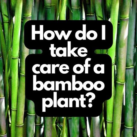 How do I take care of a bamboo plant? Bamboo plants are a popular choice for both indoor and outdoor décor. They are known for Bamboo Plant Care Indoor, Bamboo Plant Indoor, Indoor Bamboo Plant, Bamboo Plant Care, Indoor Bamboo, Bamboo Species, Growing Bamboo, Types Of Grass, Bamboo Plant