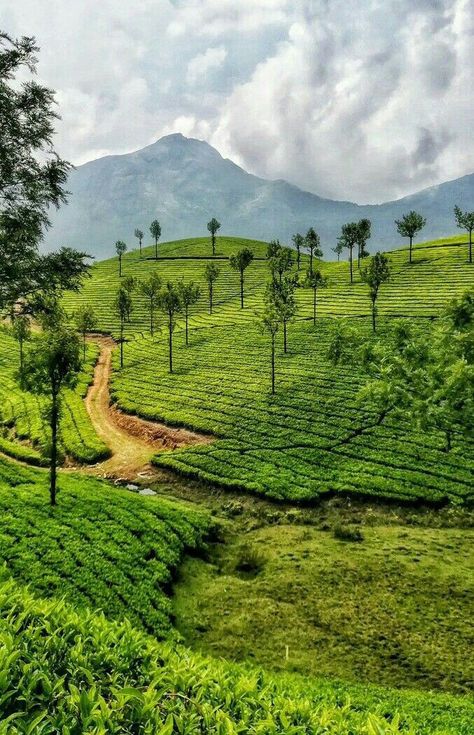 Beautiful Hills Nature, Kerala Best Places To Visit, Kerala Places Photography, Kerala Backwaters Photography, Kerela Aesthetic Pictures, Munnar Hill Station, Kerala Scenery Nature, Kerala India Photography, Beauty Of Kerala