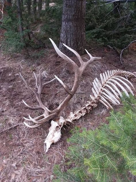 Shed Hunting, Animal Skeleton, Bone Collector, Animal Skeletons, Shed Antlers, Vulture Culture, Skulls And Bones, Elk Hunting, Animal Anatomy