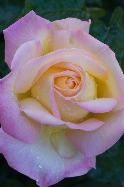 'Peace' | Hybrid Tea Rose. Francis Meilland (France, 1935). | Flickr - © Rose-Beauty #hybridtearoses Hybrid Tea Roses Garden, Hybrid Tea Roses Care, Yellow Pansies, Rose Gardening, Hybrid Tea Rose, Peace Rose, Rose Belle, Rose Pictures, Roses Drawing