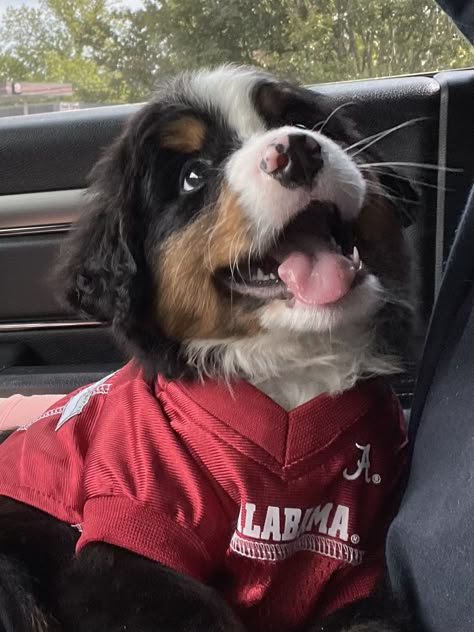 3 Month Old Puppy, Bernese Dog, Bernese Mountain Dog Puppy, 3 Month Old, Coffee And Donuts, Homeless Dogs, Cute Animals Puppies, Very Cute Dogs, Really Cute Dogs