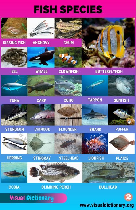 Fish Infographic, Names Of Birds, Animals Name In English, Vertebrates And Invertebrates, Fish Background, Visual Dictionary, Save The Whales, Different Fish, Fish Species