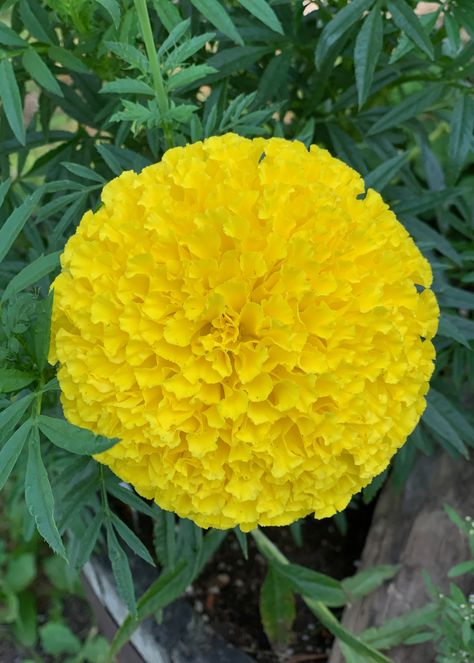 Yellow Marigold, Indian Flag Wallpaper, Ornamental Cabbage, Red Roses Wallpaper, Marigold Flowers, Marigold Yellow, Beautiful Pink Flowers, Marigold Flower, Vegetable Garden Design