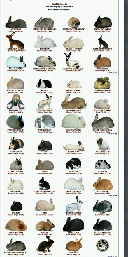 Bunny Breed Poster - Imgur Types Of Rabbits, Tapsi Hapsi, Rabbit Farm, Meat Rabbits, Rabbit Stuff, All About Rabbits, Different Types Of Animals, Raising Rabbits, Pet Bunny Rabbits