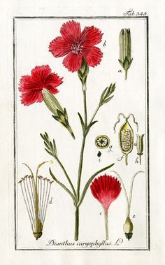 Pink (Dianthus) Pure Love Dianthus Caryophyllus, Herb Prints, Antique Botanical Print, Illustration Botanique, Carnation Flower, Vintage Botanical Prints, Scientific Illustration, Botanical Painting, Botanical Beauty