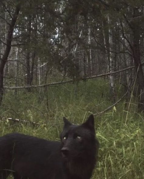 'When I look into the eyes of an animal, I do not see an animal. I see a living being. I see a friend. I feel a soul.' Anthony Douglas Williams — . . . Pics via Pinterest. Please send us a DM so that we can add photographer credits 🙏 Modern Witchcraft, Trail Cameras, Trail Camera, Oh Dear, Wolf Dog, Silly Animals, An Animal, Miss You, Mother Nature