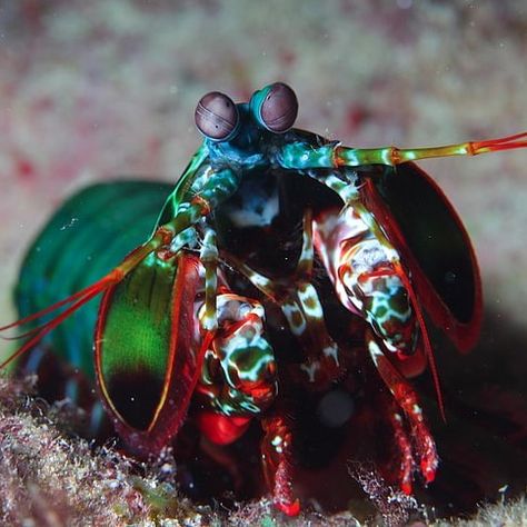 Peacock Mantis Shrimp, Cool Sea Creatures, Mandarin Fish, Mantis Shrimp, Deep Sea Creatures, Beautiful Sea Creatures, Underwater Creatures, The Peacock, Aquatic Animals