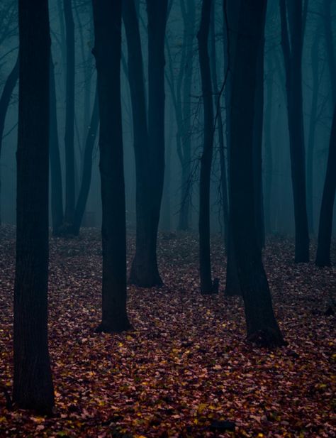 Store Aesthetic, Dark Tree, Dark Autumn, Halloween Store, Halloween Aesthetic, Maze Runner, Dark Forest, Enchanted Forest, Fall Leaves