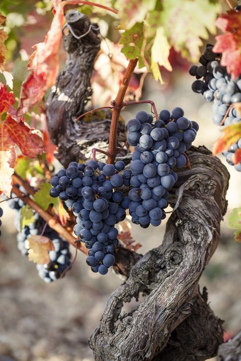 Grapes On Vine, Spain Wine, Women Drinking Wine, Rioja Wine, Grape Vineyard, Fruits Images, Image Nature, Fruit Photography, Beautiful Fruits