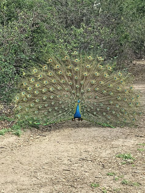 IMG_1589 Male Peacock dance display | iPhone 7 Plus back dua… | Flickr Peacock Dance, Male Peacock, 7 Plus, Iphone 7 Plus, Favorite Things, Iphone 7, Iphone