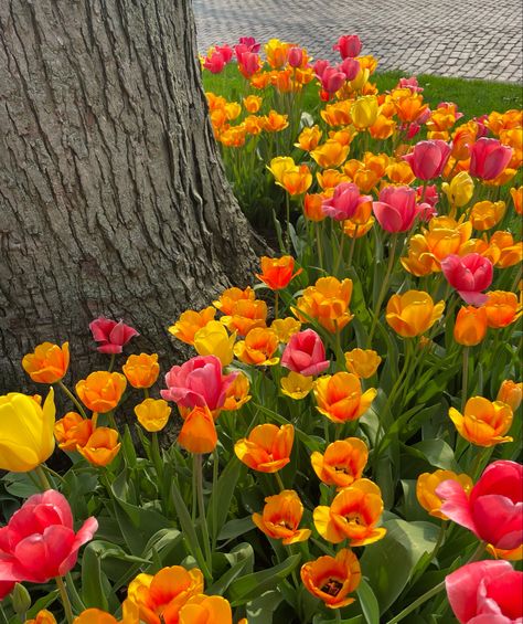 The Worst Best Man, Red And Yellow Tulips, Planting Tulips, Spring Planting, Orange Tulips, Photo Walk, Spring Plants, Yellow Tulips, Flower Therapy