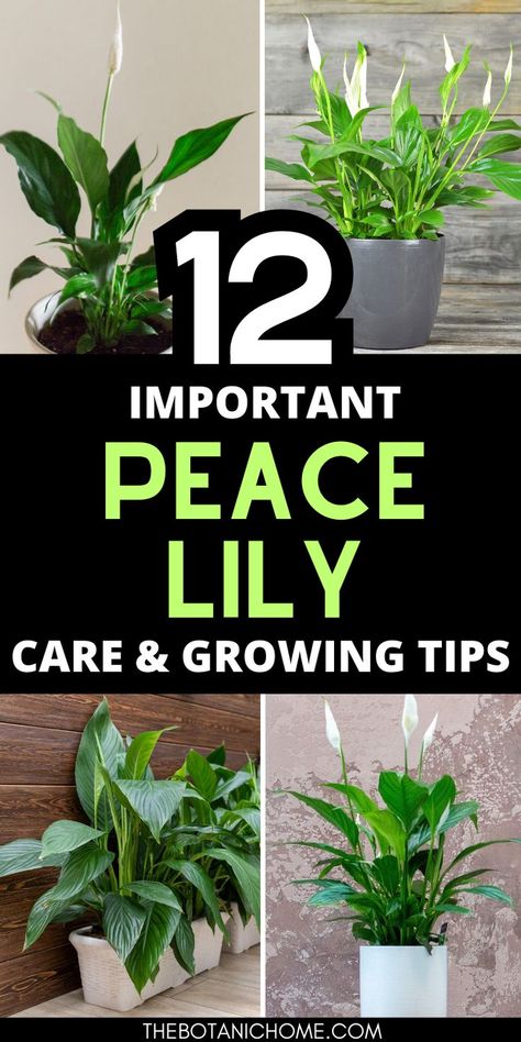 Indoor peace lily plant surrounded by decor showing essential care tips for peace lily plants thriving in household environments.