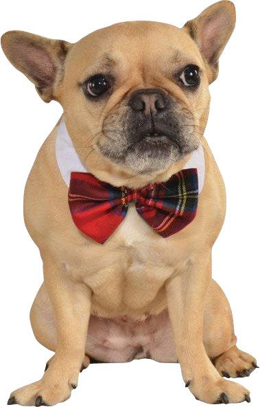 @Mcafeekp  Christmas Pet Bowtie. Make this happen. Nerd Costumes, Christmas Bow Tie, Dapper Dogs, Plaid Bow Tie, Pet Christmas, Pet Bow Ties, Pet Bows, Dog Apparel, Plaid Bow