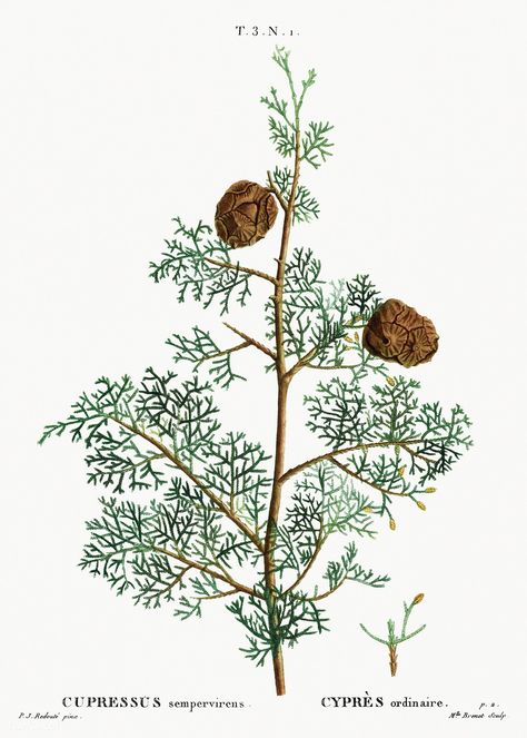 Mediterranean cypress (Cupressus sempervirens) from Traité des Arbres et Arbustes que l’on cultive en France en pleine terre (1801–1819) by Pierre-Joseph Redouté. Original from the New York Public Library. Digitally enhanced by rawpixel. | free image by rawpixel.com Cypress Plant, Botanical Printables, Cupressus Sempervirens, Rustic Pictures, Leaf Illustration, Plant Vector, Botanical Artwork, Vintage Botanical Prints, Cypress Trees