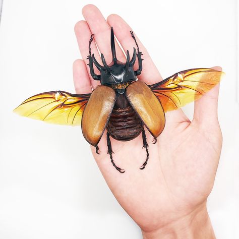 I just can't get enough of these HUGE BEETLES! This beetle here is a male Eupatorus gracilicornis, commonly known as the five-horned rhinoceros beetle. 🦋 Over 2,500 species of butterflies, moths, beetles, and more! 🦗 Free shipping & wholesale discounts 🪲 Shop now at www.BicBugs.com 🔗 Species shown here: https://bicbugs.com/?s=gracilicornis #entomology #collection #beetle #naturalhistory #oddities #bugs Rhinosaurus Beetle, Cool Beetles, Horn Beetle, Horned Beetle, Entomology Collection, Rhinoceros Beetle, Rhino Beetle, Hercules Beetle, Dnd Oc