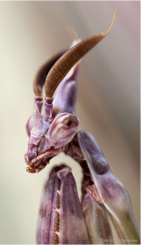 Fasciated conehead mantis (Empusa fasciata) | 2023-08-27 Snake Cage, Weird Insects, Artificial Aquarium, Cool Insects, Decor Plants, Cool Bugs, Reptile Habitat, Hand Design, Beautiful Bugs