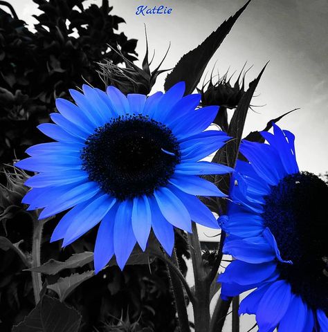 Irgendwie stehe ich gerade auf blau. Sonnen-blue-me 😄🌻 ~ ~ ~ #bluesplash #sunflowers #flowers #summer #blue #blueflowers #zone9garden… Blue Sunflower Tattoo, Blue Sunflower Wallpaper, Houses Exterior, Growing Sunflowers, Blue Sunflower, Colorful Things, Splash Color, Unfortunate Events, Sunflower Wallpaper