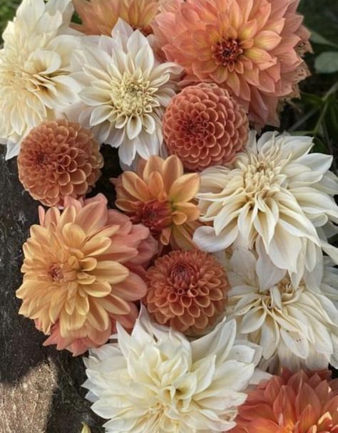 Navidad Aesthetic, Nail Designs Flower, Dahlia Flower Garden, Dahlia Wedding Bouquets, Flower Garden Ideas, Crafts Summer, Flower Girl Flower, Flower Paint, Dahlias Wedding