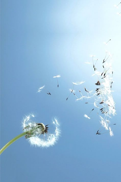 Make A Wish Aesthetic, Wish Flower, Dandelion Art, A Dandelion, Elements Of Nature, 수채화 그림, Flower Background Wallpaper, Photography Wallpaper, Flower Backgrounds