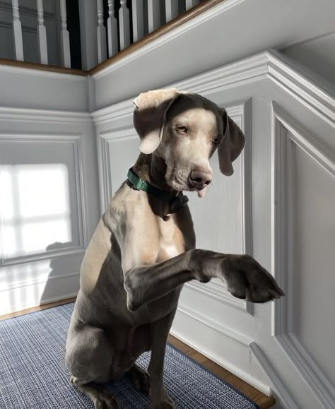 Weimaraner Aesthetic, Dog Photos Funny, Dog Pictures Funny, Dog Memes Funny, Big Dogs Breeds, Biggest Dog In The World, Funny Dog Jokes, Biggest Dog, Weimaraner Puppies