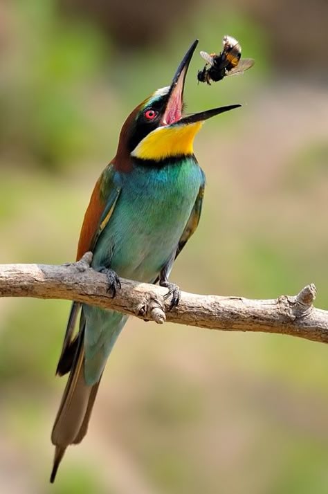 Gruccione. bee eater  eating a bee. Bee Eater, Kinds Of Birds, Colorful Bird, A Bug, Food Supply, Honey Bees, All Birds, Exotic Birds, Pretty Birds