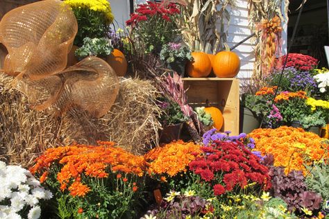 Fall colors at Fryeburg Fair in Maine (http://949whom.com/fryeburg-fair-opening-day-photos/) New England Fall, Opening Day, Pumpkin Patch, Fall Colors, New England, Maine, Color