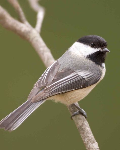 Burung Kakatua, Backyard Birds Watching, Chickadee Bird, Black Capped Chickadee, Common Birds, Most Beautiful Animals, Airbrush Art, Backyard Birds, Bird Pictures