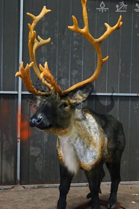 This life-sized ultra-realistic animatronic reindeer statue moves its head left and right, opens and closes its mouth, makes sounds, and simulates breathing. Reindeer Fursuit, Lighted Reindeer Outdoor Christmas, Animatronic Dinosaur, Reindeer Statue, Reindeer Sculpture, Reindeer Head, Life Size, Left And Right, Halloween Christmas