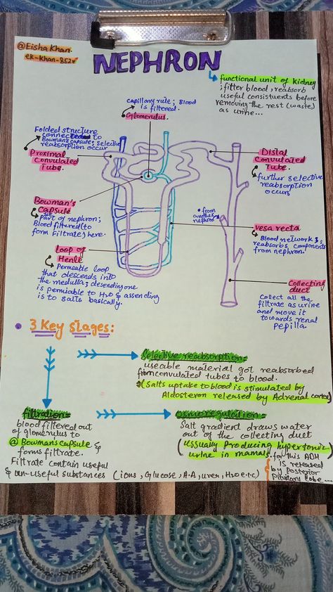 Function Of Kidney Notes, Nephron Structure And Function, Excretory Products And Their Elimination Neet Notes, Biology Notes Life Processes, Structure Of Eye Notes, Nephron Diagram Class 10, Structure Of Nephron Diagram, Nephron Diagram Easy, Excretory System Notes