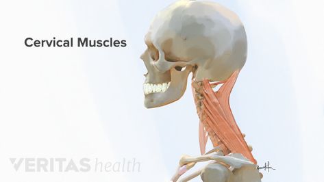 Neck Strain: Causes and Remedies Neck Muscles Anatomy, Cervical Spine Anatomy, Anatomy Neck, Neck Sprain, Neck Spasms, Spinal Cord Anatomy, Spine Anatomy, Spinal Degeneration, Myofascial Pain Syndrome