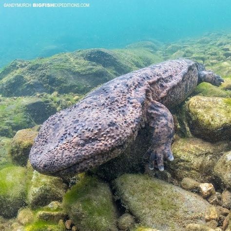 Chinese Giant Salamander, Family Japanese, Odd Creatures, Giant Salamander, Big Lizard, Strange Animals, Awesome Animals, Favorite Animals, Wildlife Photos