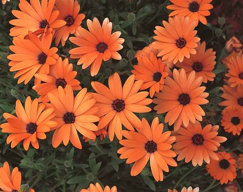 Orange Daisy Flower, Osteospermum Flowers, Cape Daisy, African Daisy, Potted Flowers, Fleur Orange, Cosmos Flowers, Colorful Succulents, Coastal Gardens