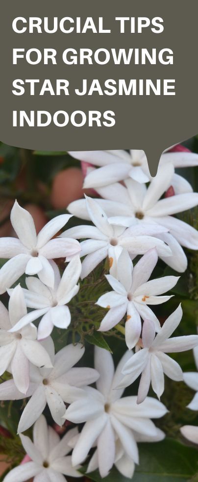 Do you want to learn some successful tips for growing star jasmine indoors? Read on and get it from the experts. Star jasmine is a famous flowering vibe in California and some parts of South America. T can grow vertically or upward, depending on how you want to train it. However, naturally, it requires a trellis for support since the Jasmine plant is a vine. Star Jasmine Trellis, Jasmine Plant Indoor, Grow Vertically, Successful Tips, Jasmine Plant, Star Jasmine, Plant Supports, Healthy Plants, Indoor Garden