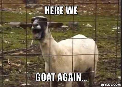 14 Goat Quotes For Every Occasion Goat Pun, Goat Quote, Animal Fails, Harlem Shake, Funny Sheep, Pygmy Goat, Fail Videos, Le Cri, Goats Funny