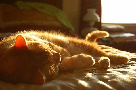 After Life, Cat Aesthetic, Summer Photos, Orange Cat, Silly Cats, Pretty Cats, Cute Cats, Photo Art, Feline