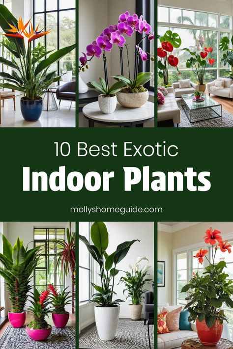 Explore the lush world of tropical plants with these best indoor options to create your own indoor jungle. From low-light houseplants like spider plants to stunning caladiums and vibrant red tropical varieties, there's a tropical aesthetic for every corner of your home. Discover the beauty and benefits of low-maintenance indoor plants like dumbcane, monstera deliciosa, and more. Elevate your indoor garden with the exotic allure of tropical houseplants that are easy to care for. Great Indoor Plants Houseplant, Tropical Indoor Plants, Tropical Houseplants, Low Maintenance Indoor Plants, Houseplants Low Light, Tropical Aesthetic, Bird Of Paradise Plant, Indoor Flowering Plants, Paradise Plant