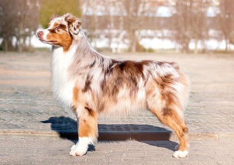 Red Australian Shepherd, Red Merle Australian Shepherd, Mini Aussies, Merle Australian Shepherd, Miniature American Shepherd, Aussie Dog, American Shepherd, Aussie Puppies, Mini Aussie