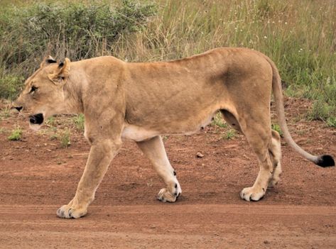 Lion Poses, Wild Cat Breeds, Lion Walking, Lioness And Cubs, Cat References, Female Lion, Lion Photography, Lions Photos, Lion And Lioness