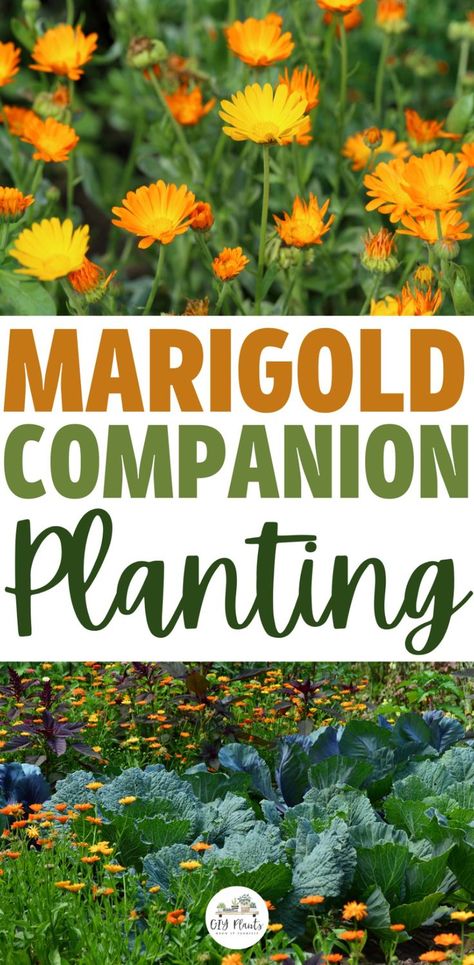 Marigold Companion Planting Potato Companion Plants, Marigolds In Garden, Companion Planting Guide, Companion Planting Chart, Growing Marigolds, Planting Marigolds, Companion Planting Vegetables, Squash Plant, Garden Companion Planting