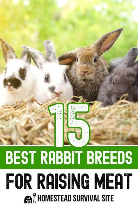 The key to raising quality meat rabbits is starting small. Invest in proven breeding stock and buy just one buck and one doe. Meat Rabbits Breeds, Homestead Lifestyle, Homestead Animals, Rabbits For Sale, Meat Rabbits, Raising Rabbits, Rabbit Breeds, Long Term Food Storage, Food Plan