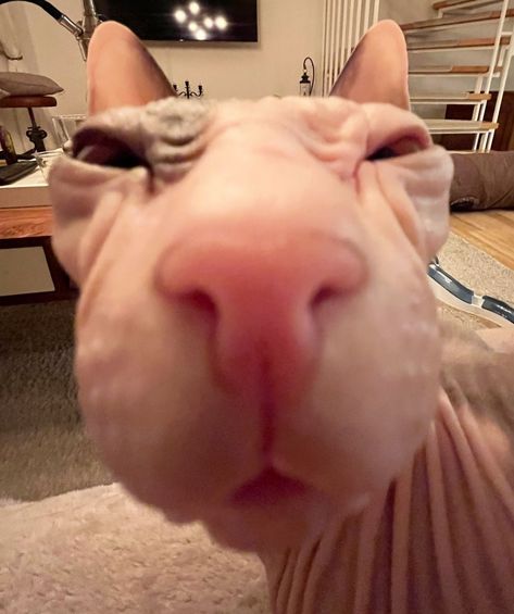 Silly Hairless Cat, Hairless Cat Funny, Naked Cat, Cute Hairless Cat, Dream Puppy, Hairless Cats, Cat Glasses, Hairless Cat, Sphynx Cat