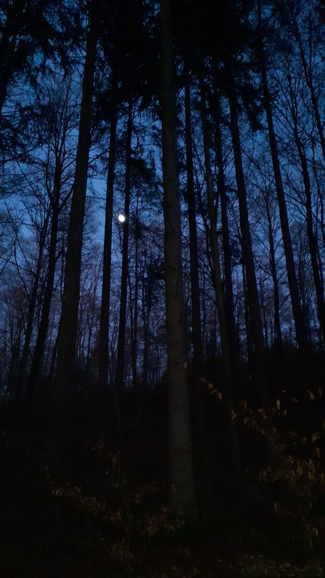 Woods At Night Snapchat, Wallpaper Bagus, Dark Forests, Ormanlık Alan, Tangled Wallpaper, Moon Forest, Forest At Night, Clear Night Sky, Dark Forest Aesthetic