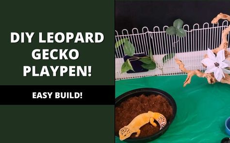 Learn How to Build a DIY Leopard Gecko Playpen in Just 15-Minutes! This Leopard Gecko Playpen Can Be Used Indoor or Outdoors! Diy Leopard Gecko Hide, Leopard Gecko Diy, Leopard Gecko Hide, Leopard Gecko Habitat, Lizard Habitat, Gecko Habitat, Play Pen, Outdoor Play Area, Easy Build