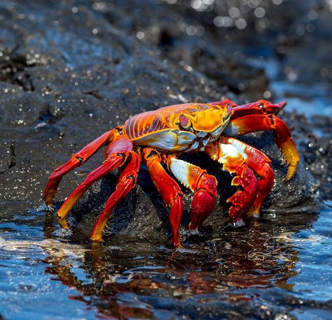 Grapsus crab Galapagos Islands Animals, Galapagos Penguin, Giant Tortoise, Sea Animal, Galapagos Islands, Crustaceans, Marine Animals, Ocean Life, Sea Animals