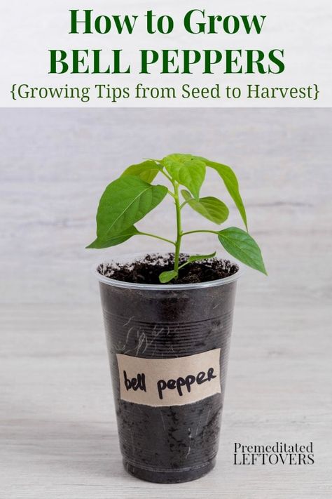 how to grow green bell peppers from seeds and how to transplant bell pepper seedlings Growing Green Peppers, Grow Bell Peppers, Pepper Seedlings, Bell Pepper Plant, Growing Tomatoes Indoors, Growing Tomatoes From Seed, Growing Bell Peppers, Tips For Growing Tomatoes, Growing Tomato Plants