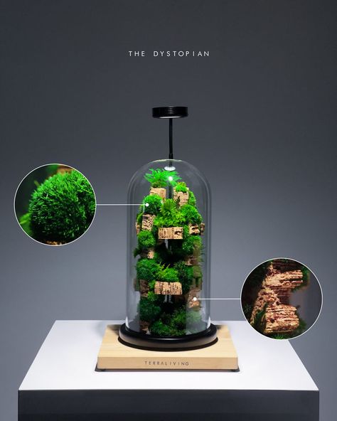 The Dystopian - Preserved Moss terrarium, Botanical Art by TerraLiving Terrarium Decor Ideas, Moss Garden Terrarium, Plant Terrarium Ideas, Terrariums Ideas, Moss Ideas, Moss Bridesmaid Dress, Unique Terrarium, Terrarium Moss, Moss Wedding